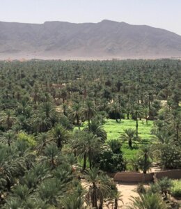 Oasis, Sahara et déserts